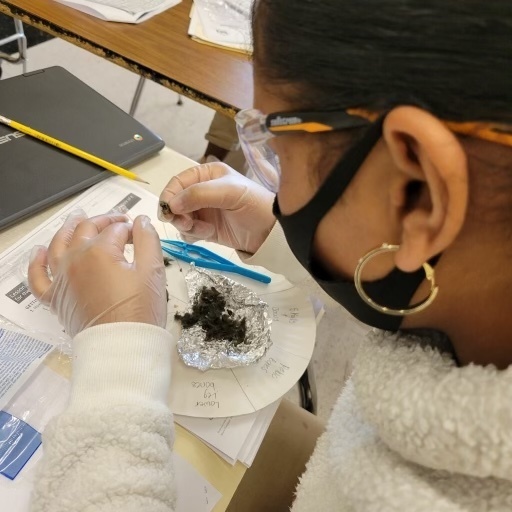 A student investigates bones inside an owl pellet.