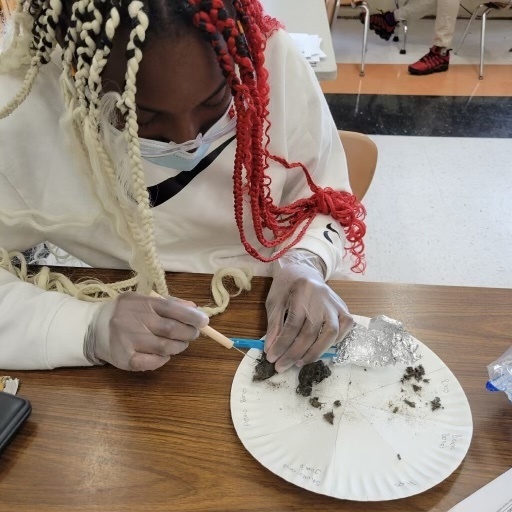A student uses a tool to see what is inside an owl pellet.