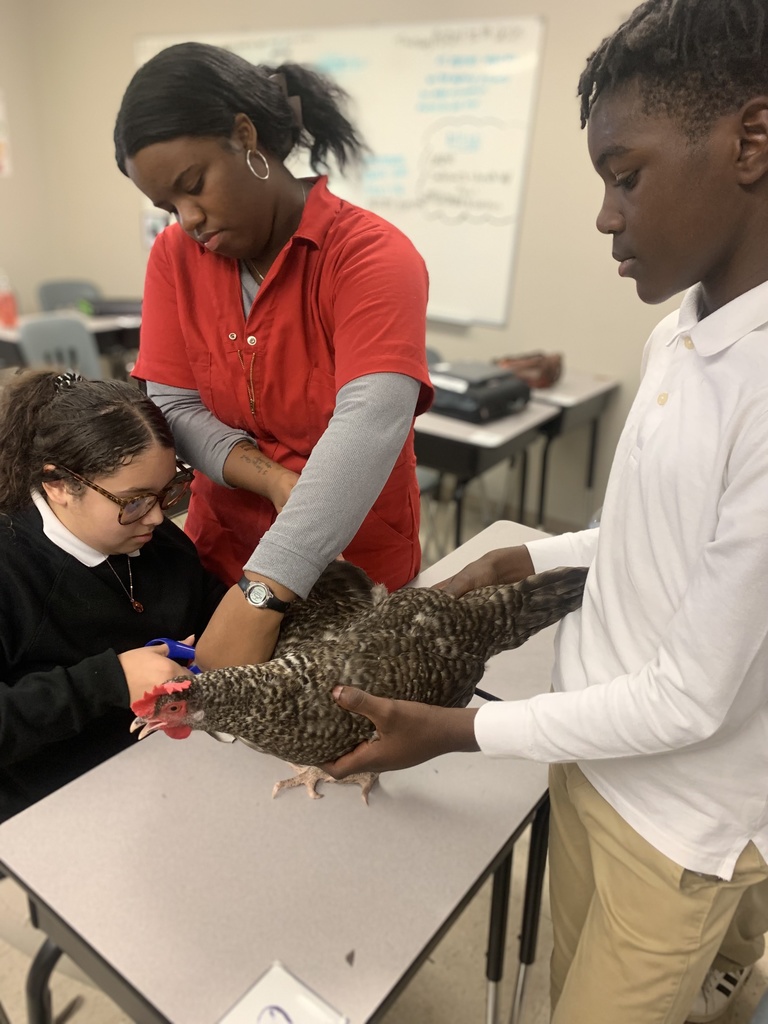 A teacher and two students work gently with a chicken.
