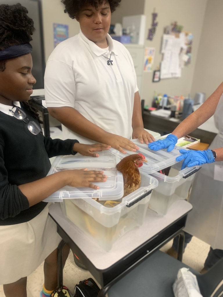 A chicken is in a tub as two students look at it.
