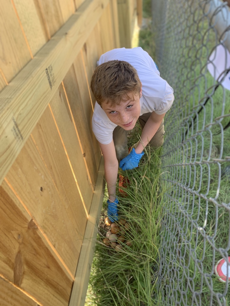 A student finds some eggs behind a fence.